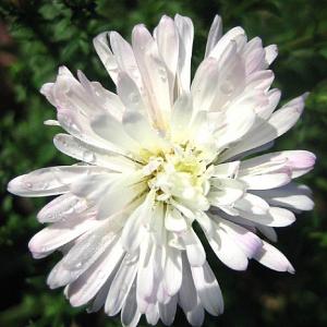 Aster novi-belgii Sandford's White Swan - 2ltr pot