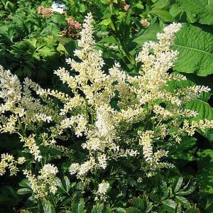 Astilbe x arendsii Snowdrift - 2ltr pot
