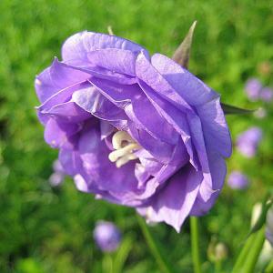 Campanula persicifolia Pride of Exmouth - 2ltr pot