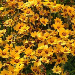 Coreopsis lanceolata Sterntaler (Tickseed) - 2ltr pot