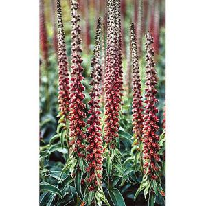Digitalis parviflora - 2ltr pot