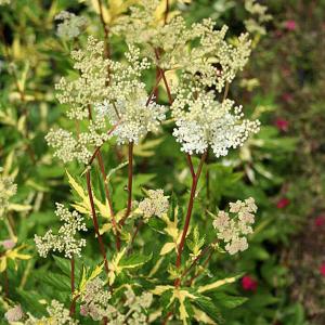 Filipendula ulmaria Variegata (Meadowsweet) - 2ltr pot
