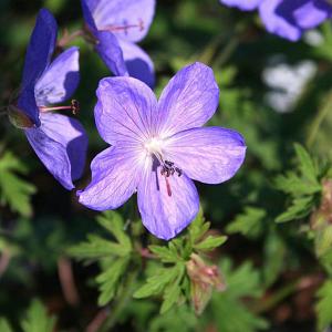 Geranium Johnson's Blue - 2ltr pot