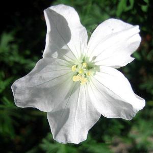 Geranium sanguineum Album - 2ltr