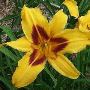 Hemerocallis Bonanza (Daylily) - 2ltr pot
