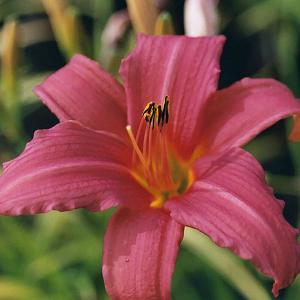 Hemerocallis Pink Damask (Daylily) - 2ltr pot