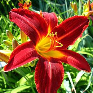 Hemerocallis Stafford (Daylilly) - 2ltr pot
