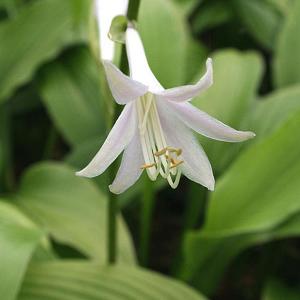 Hosta Jade Cascade - 2ltr pot