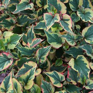 Houttuynia cordata Chameleon - 2ltr pot