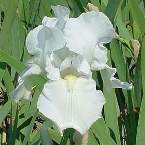 Iris Immortality (Tall Bearded) - 2ltr pot