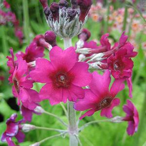 Primula pulverulenta 2 lit.