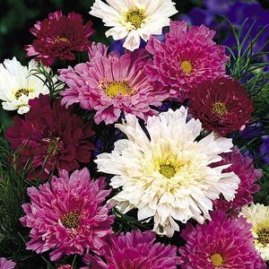 Cosmos (Cosmea) Double Click - 65 Seeds
