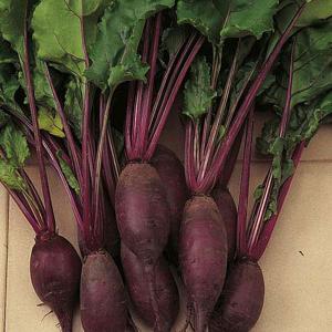 Beetroot Cylindra - 400 seeds
