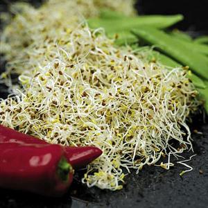 Speedy Veg Alfalfa - 9500 Seeds