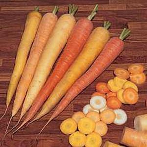 Carrot Rainbow - 300 Seeds