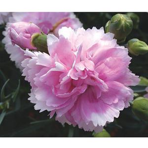 Dianthus Iced Gem - 2 litre pot NEW