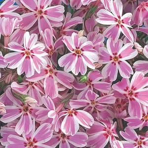 Phlox Candy Stripes - 1 ltr pot