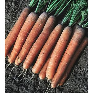 Carrot Early Nantes 2 - 3000 Seeds
