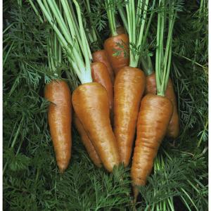 Carrot Supreme Chantenay Red Cored - 2500 Seeds