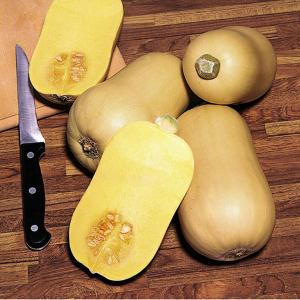 Squash Avalon F1 Hybrid - 12 Seeds