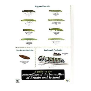 Field Guide to Caterpillars
