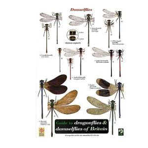 Field Guide to Dragonflies & Damsels