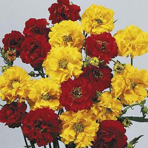 Geum Oranges & Lemons - 55 Seeds