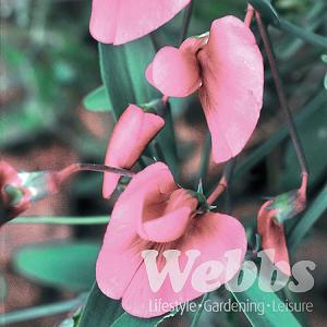 Lathyrus latifolius Pink Pearl (Everlasting Sweet-pea) - 3ltr pot