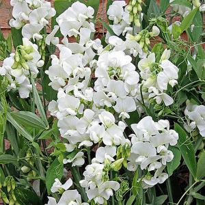 Lathyrus latifolius White Pearl (Everlasting Sweet-pea) - 3ltr pot