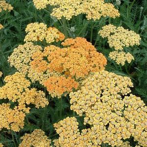 Achillea Inca Gold - 2ltr pot