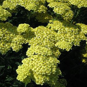 Achillea Martina - 2ltr pot