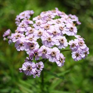 Achillea sibirica var. camtschatica Love Parade - 2ltr pot
