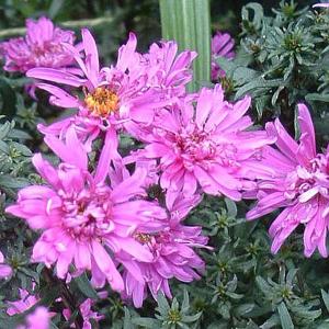 Aster novi-belgii Dolly - 2ltr pot