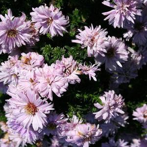 Aster novi-belgii Rosenwichtel - 2ltr pot