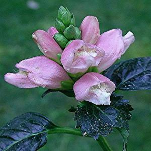 Chelone obliqua (Rose Turtlehead) - 2ltr pot