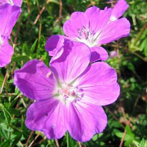 Geranium sanguineum John Elsley - 2ltr pot