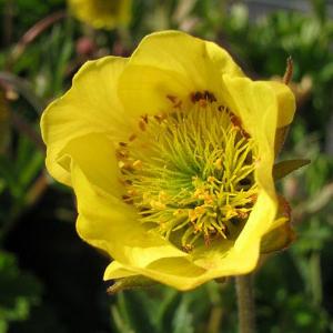 Geum Farmer John Cross - 2ltr pot