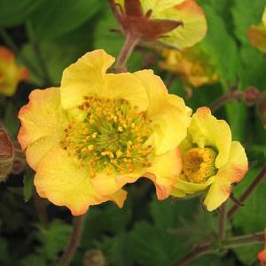 Geum Lionel Cox - 2ltr pot