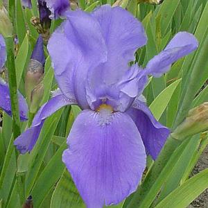 Iris Blue Rhythm (Tall Bearded) - 2ltr pot