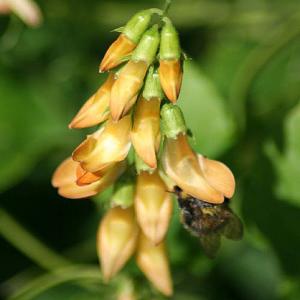 Lathyrus aureus - 2ltr pot
