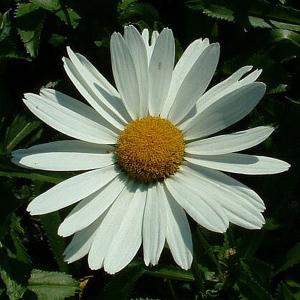 Leucanthemum superbum Everest - 2ltr pot
