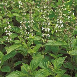 Herbs Basil Lime Mrs Burns - 300 Seeds