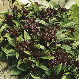 Herbs Basil Siam Queen - 275 Seeds