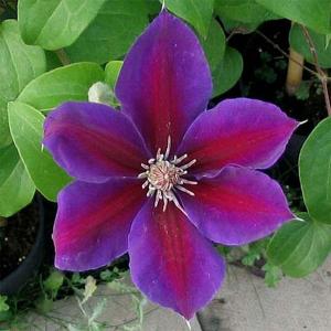 Clematis Anna Louise - 3ltr pot