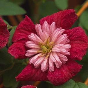 Clematis Avant-Garde 3Ltr Pot
