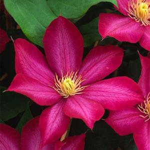 Clematis Bourbon 3Ltr Pot