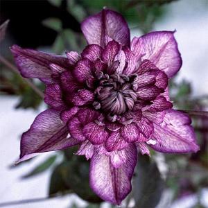 Clematis Cassis - 3ltr pot
