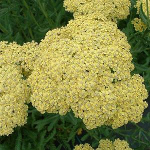 Achillea millefolium Prospero - 2 ltr pot