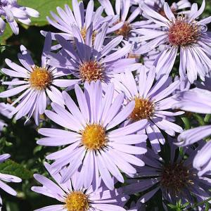 Aster laevis Calliope - 2 ltr pot