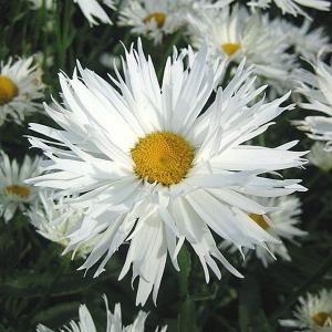 Leucanthemum superbum Bishopstone - 2ltr pot